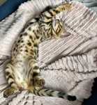 Glitter Bengal Boy snow carrier