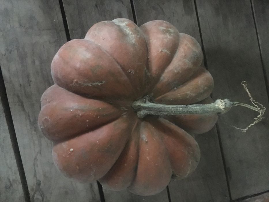 Тыква, кабак семена