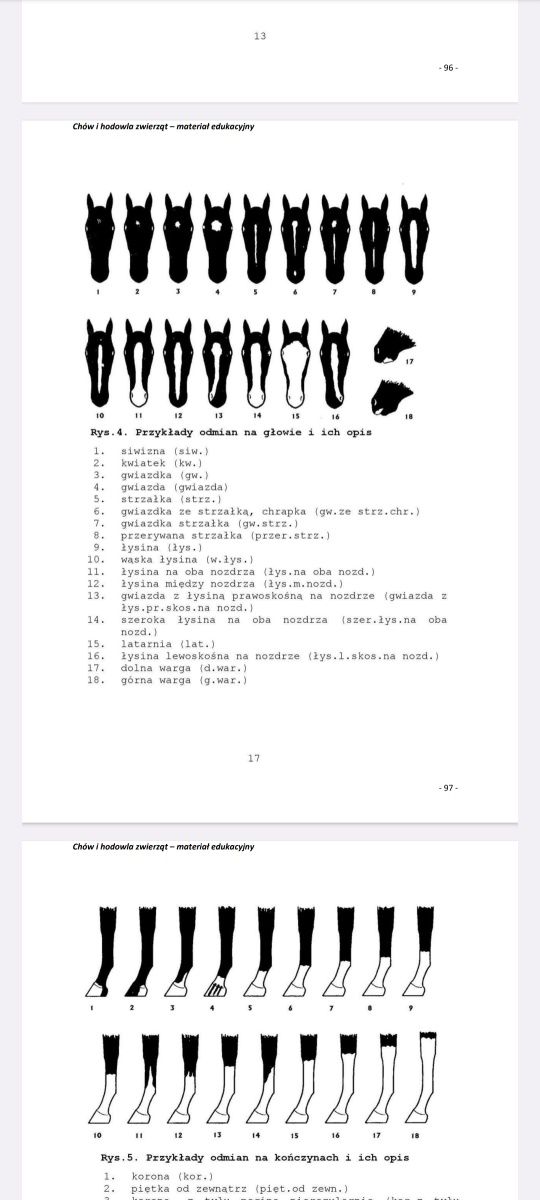 TECHNIK WETERYNARII - DIAGNOSTYKA laboratoryjna, notatki anatomia
