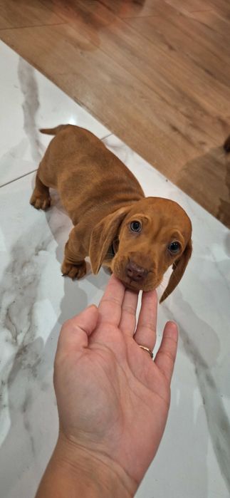 Jamnik krótkowłosy rudy merle piesek!