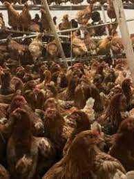 KURY NIOSKI  z wolnego wybiegu prosto z hodowli ! Po szczepieniach !