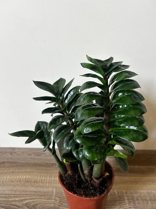 Фікус лірата драцена заміокулькас равен зензі сингоніум маранта