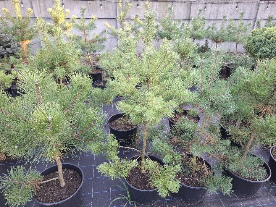 Sosna czarna pinus nigra