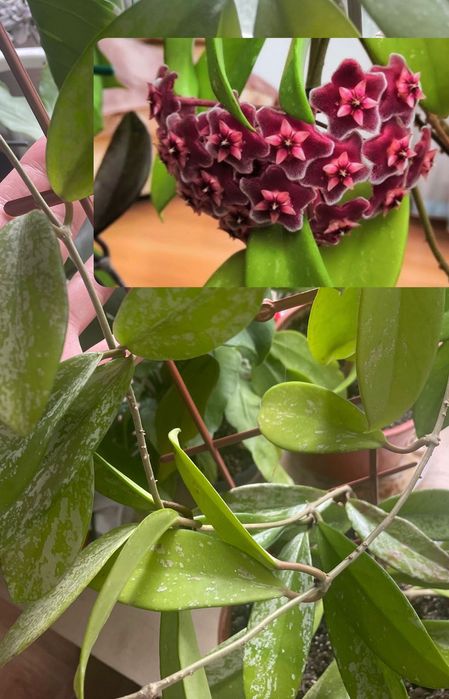 Хойя Pubicalyx silver Pink