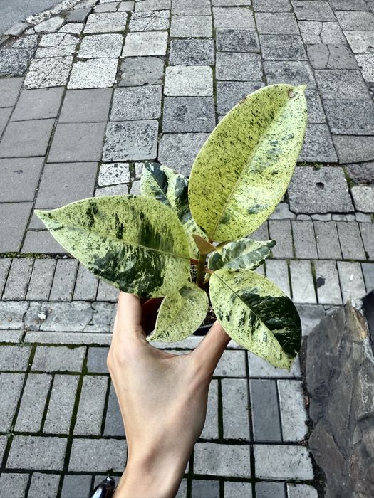 Ficus Shivereana Elastica Moonshine Фікус Мушнайн Еластіка