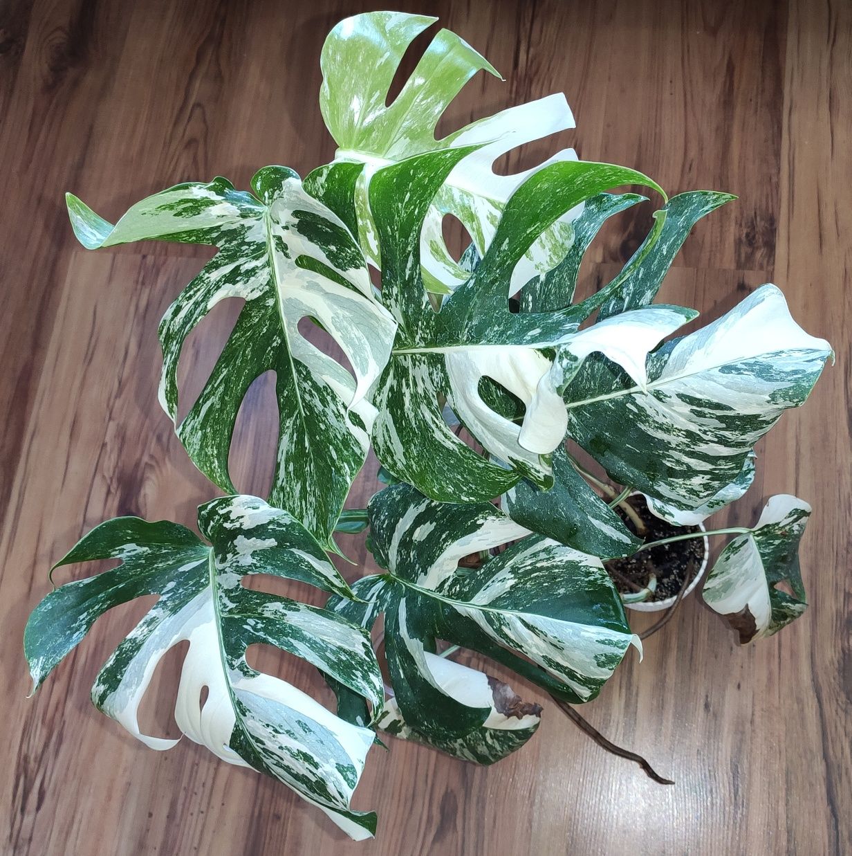 Monstera, philodendron, syngonium
