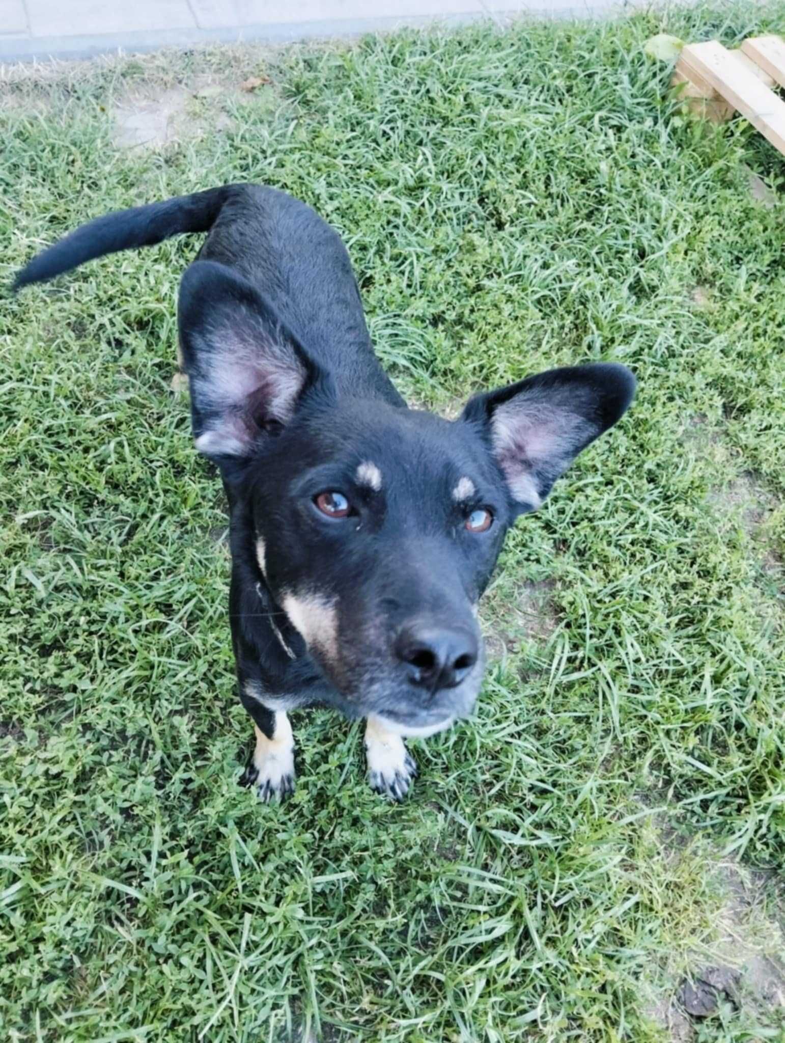 Ozi śliczny piesek do adopcji