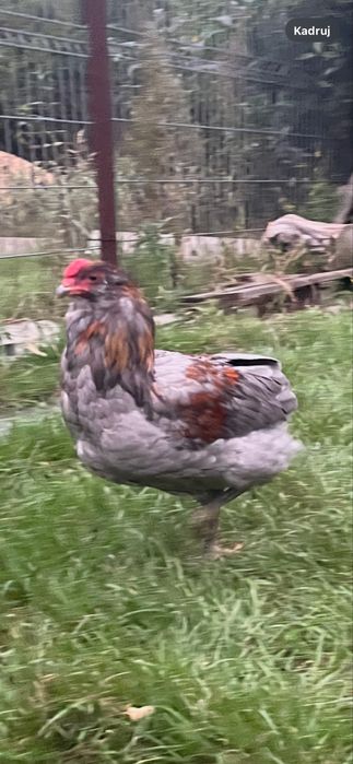 Araucana bezogoniasta kogut