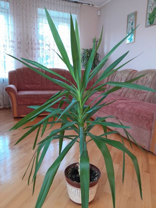 Юка- чудова неприхотлива кімнатна рослина, 180 см