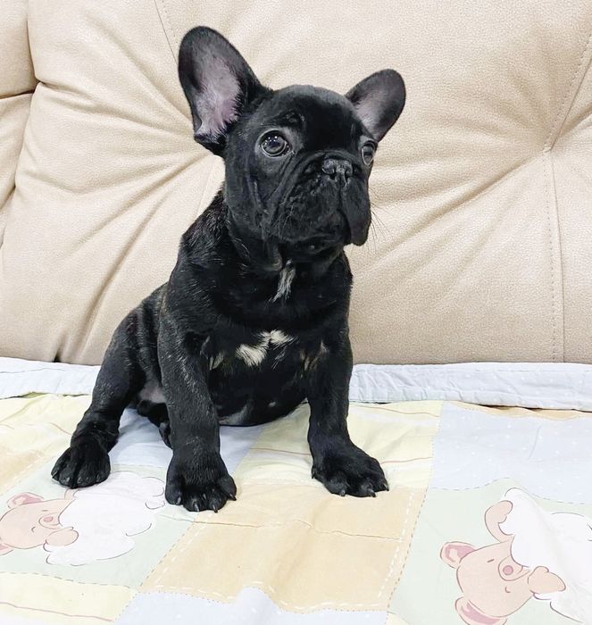 Французский бульдог