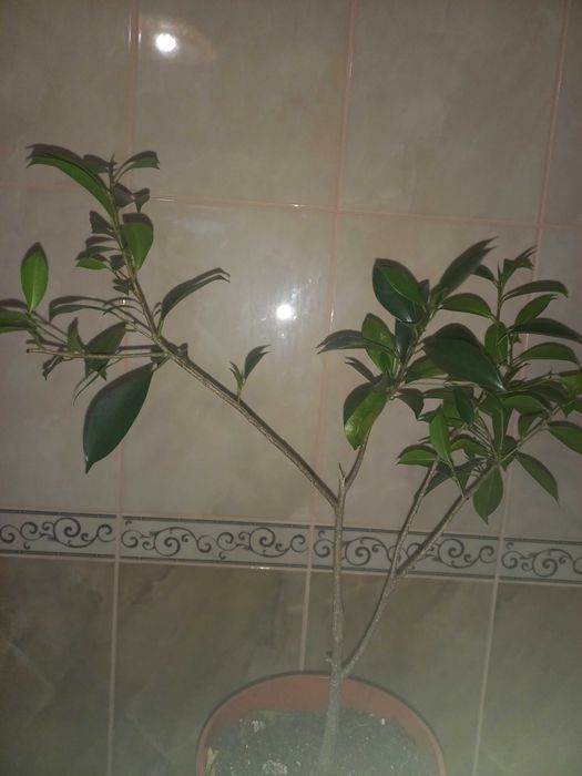 Фікус мокламе драцена різдвяник шлюмбергера