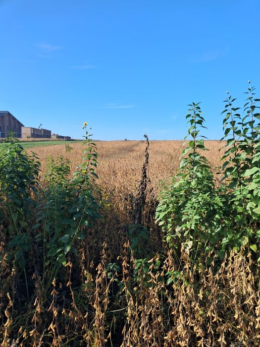 Земельна ділянка  с.Байківці
