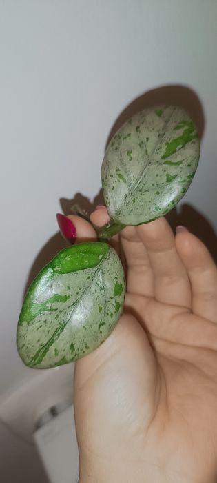 Hoya hoja Wilbur Graves