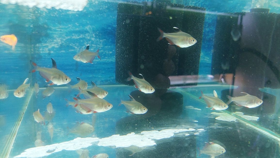 Rybki akwariowe - Bystrzyk ozdobny (Ornatus)