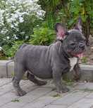 BULLDOG FRANCÊS FÊMEA BLUE AND TAN