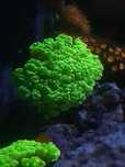 Caulastrea green fluo akwarium morskie