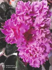 Фіалка яскраво-рожева, квіти махрові в діаметрі досягають 68 мм