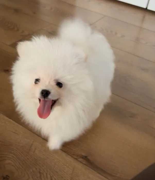 Puszysta suczka szpic miniaturowy POMERANIAN