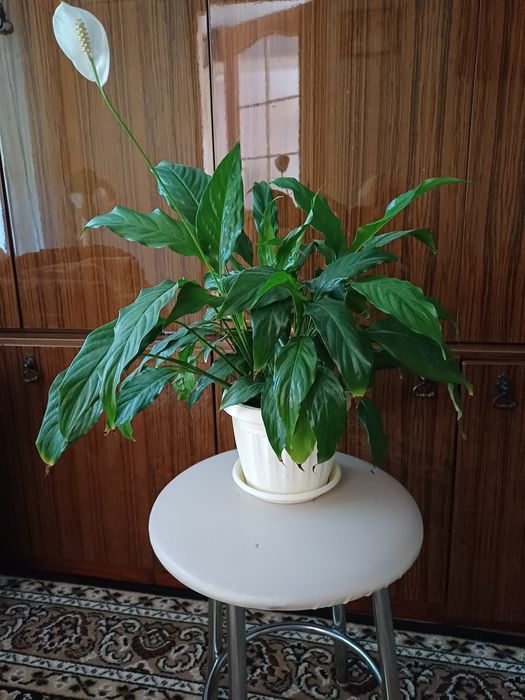 Спатифиллум, вазон с растениями