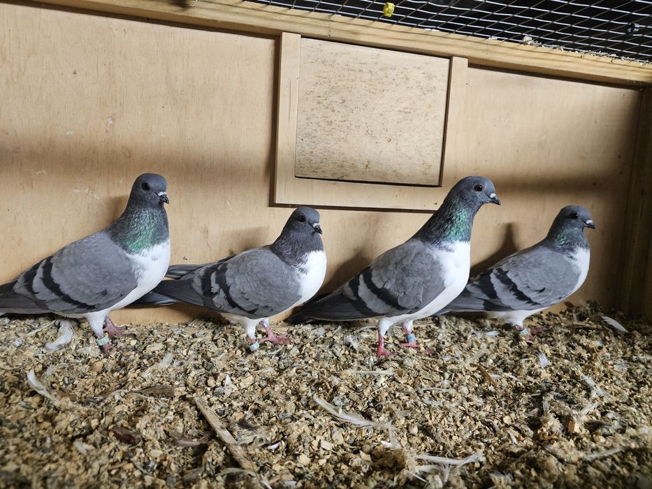 Gołębie czajki wiedeńskie