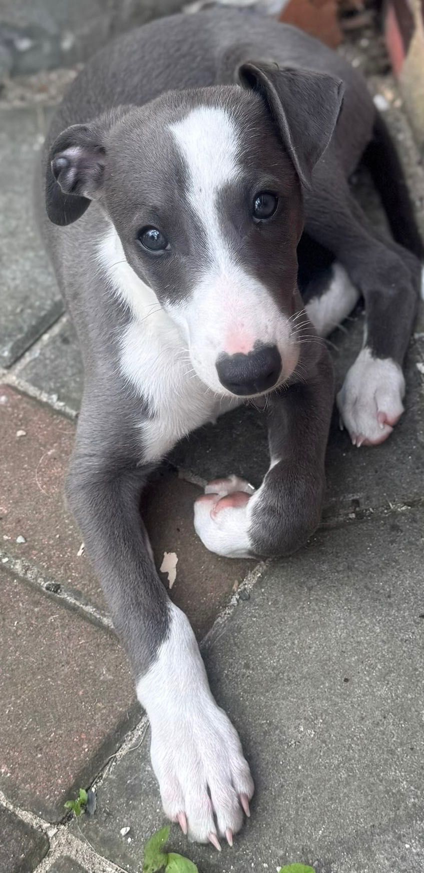 Whippet chart angielski eleganckie pieski