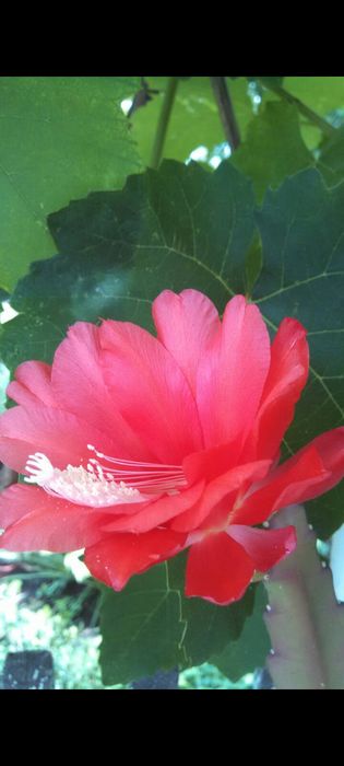 Цветы комнатные недорого,оптом дешевле.