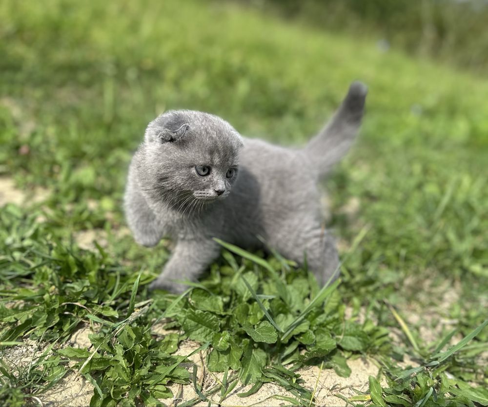 Шотланське висловухе кошеня