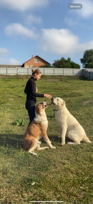 Цуценята алабая\середньоазіатська вівчарка