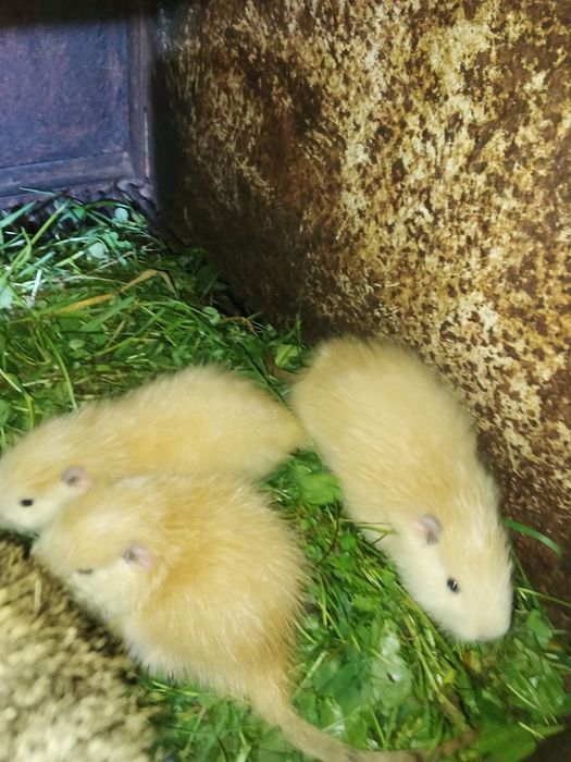 Продам маленьких нутрій