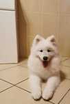 Suczka z rodowodem samoyed szczenię