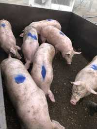 Продам свиней трех породка живой вес 100-130