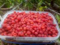 Продам лісові малини