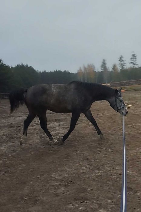 4 - letni wałach małopolski