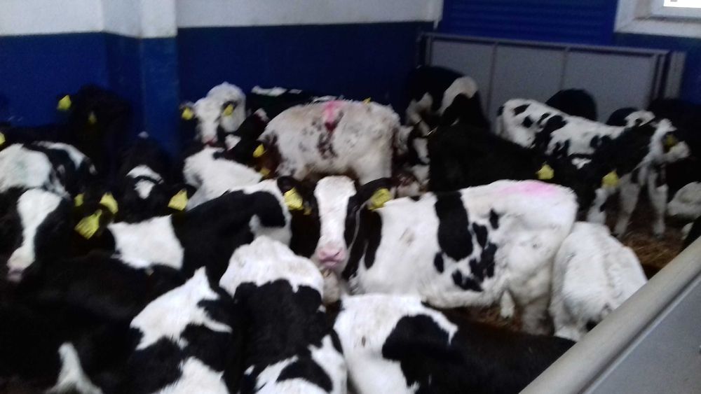 Cielaki MM, MS, SM, byczki, jałówki, jałówki i byczki HF RW, dowóz