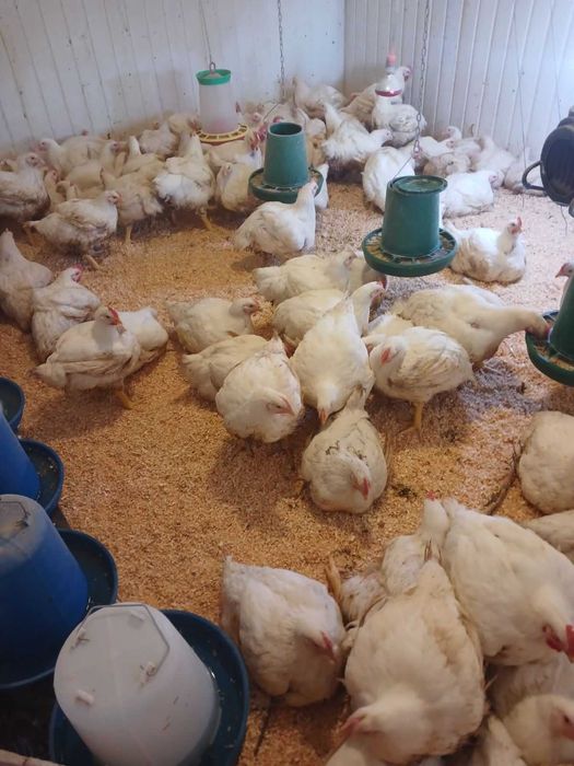 Домашній бройлер