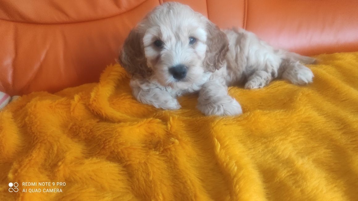 Cockapoo hybryda ras