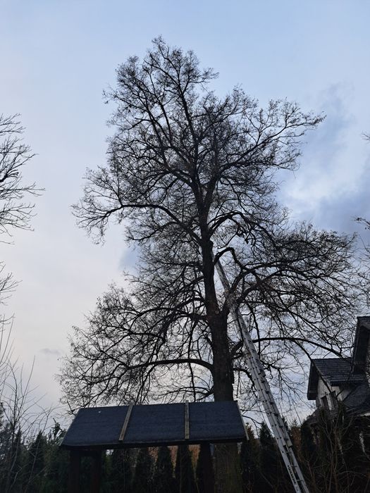 Wycinka drzew  podnośnik koszowy rębak mulczer wycinka alpinistyczna