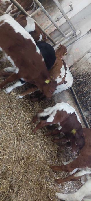 Byczki miesne cieleta