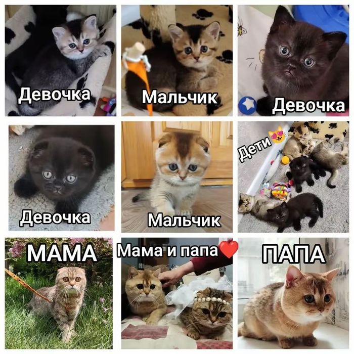 Продам шотландську прямовуху дівчинку