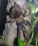 Psalmopoeus Reduncus L6 ptasznik pająk