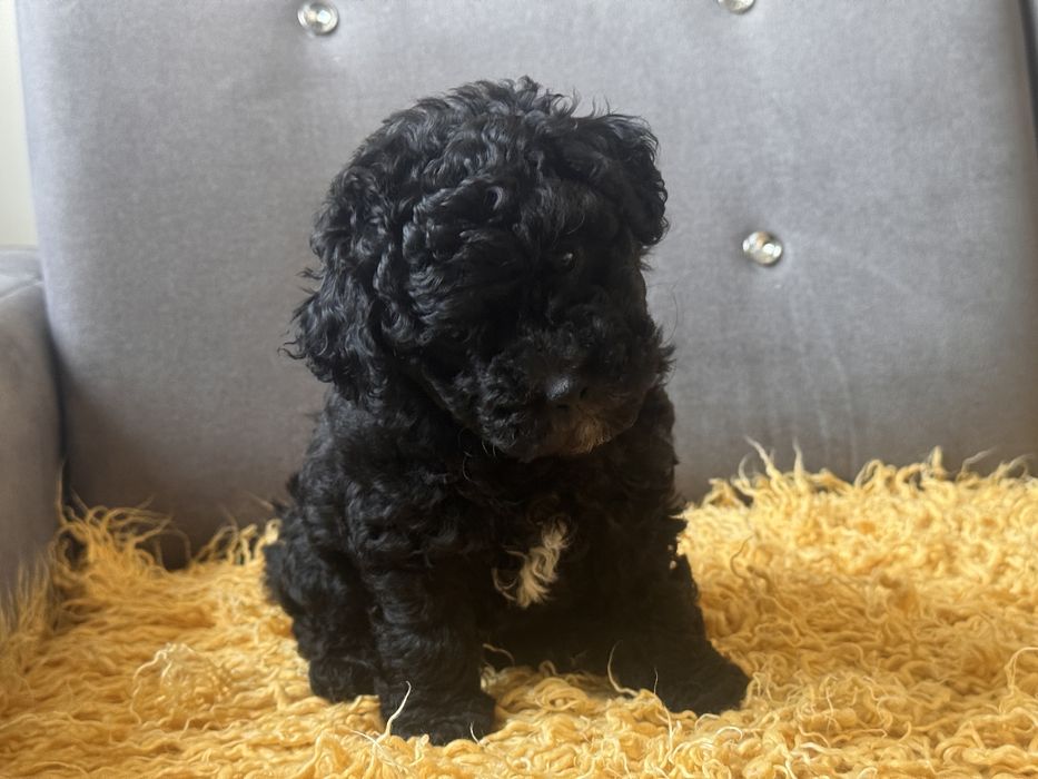 Bichpoo chłopiec gotowy do odbioru