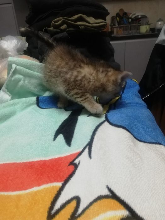 Dá-se gatinhos bebes