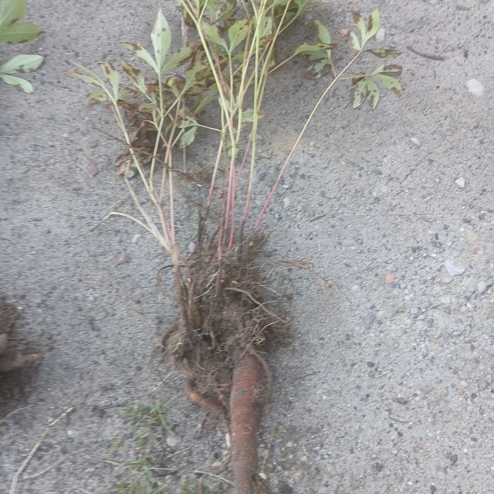 Piwonia różowa obficie kwitnaca i pachnącą -  karpa