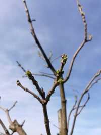 Drzewo Katalpa Surmia (Catalpa) - doniczkowane duże