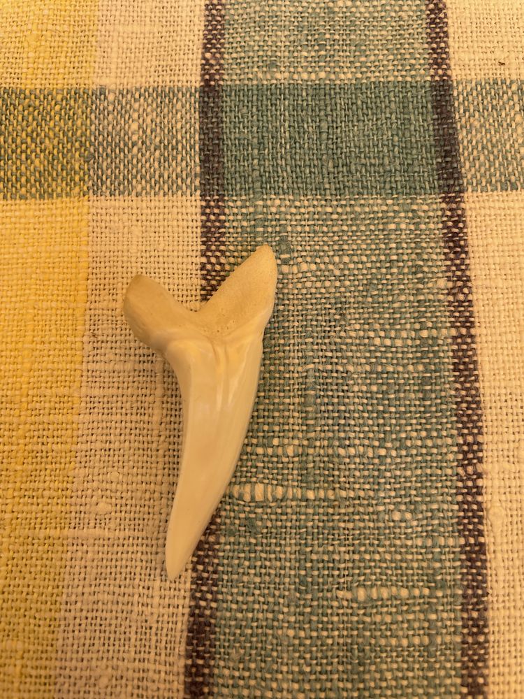 Dente de tubaram