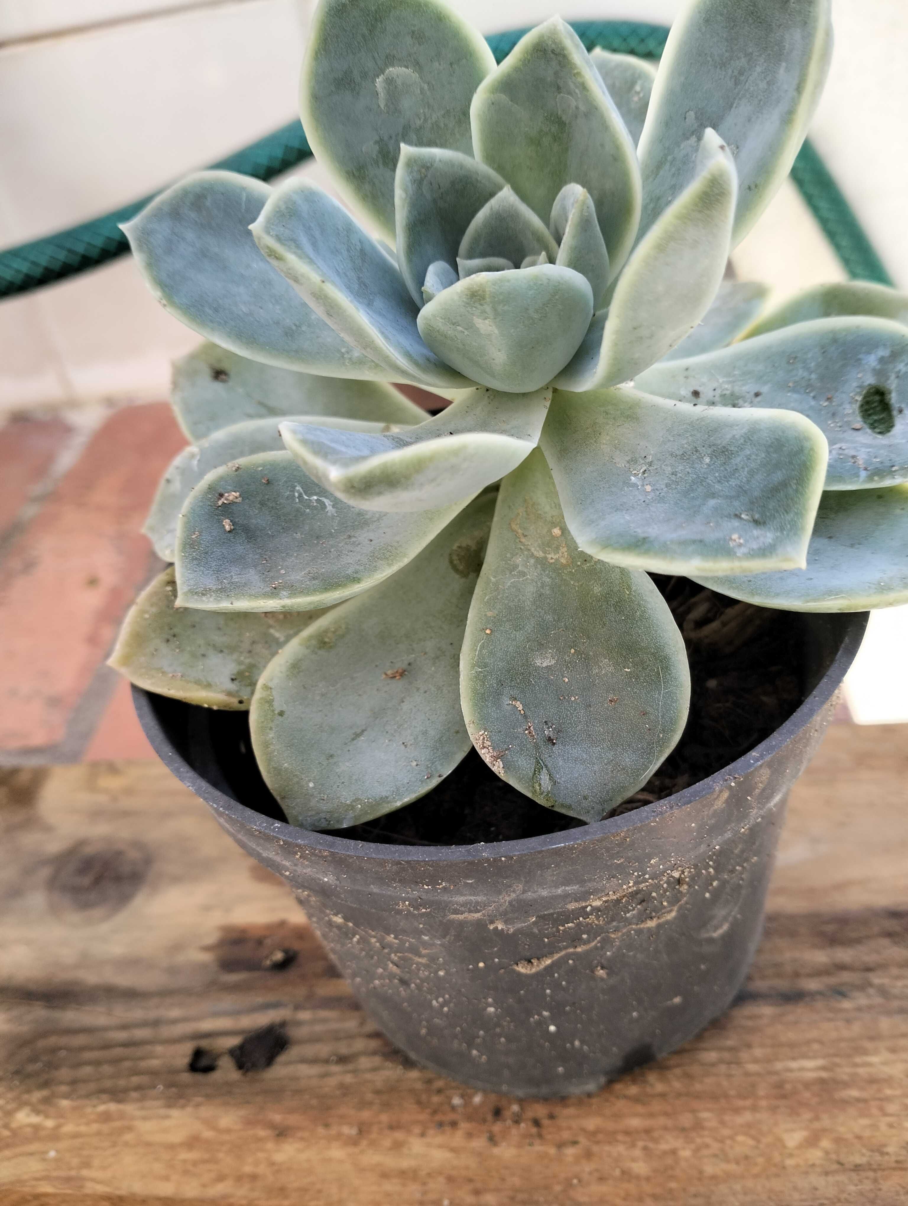 Suculenta familia Echeveria Rockrose