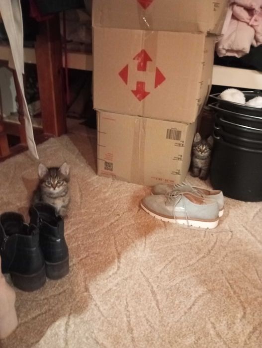 Кошенята в добрі руки