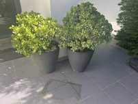 conjunto de vasos com plantas