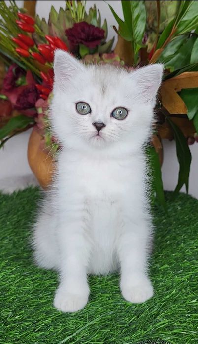 Шотландська дівчинка