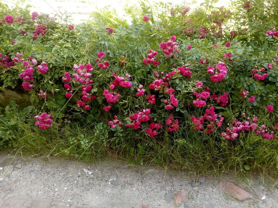 троянда роза плетистая  плетиста вьющаяся насыщенного розового цвета